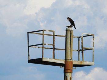 Low angle view of bird perching on pole against sky