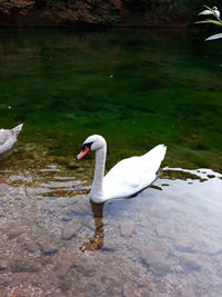 Swans swimming in lake