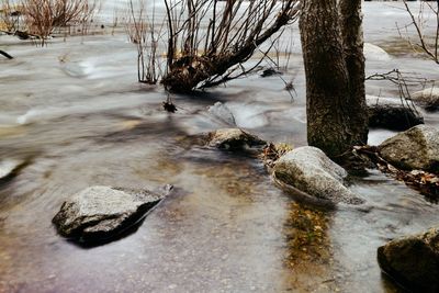 Dead tree trunk on rock by river