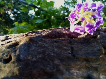 Close-up of flower plant