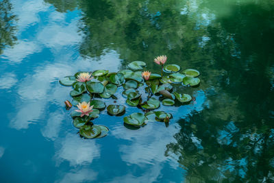 Lotus water lily in lake