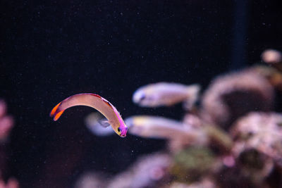 Purple cap firefish, nemateleotris decora, darts through the saltwater on a tropical reef 