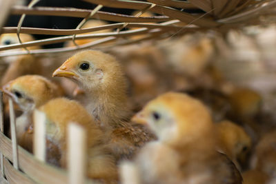 Close-up of baby chickens in basket