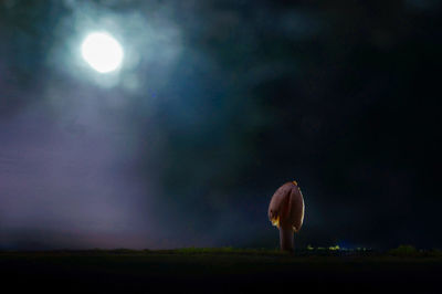 Close-up of mushroom on field against sky at night