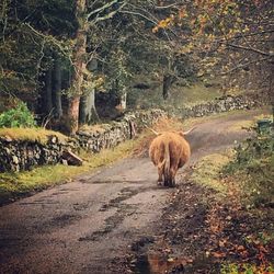 Horse walking on road by trees