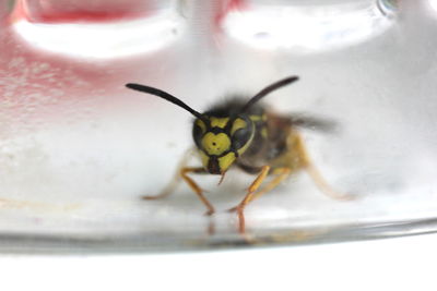 Close-up of insect