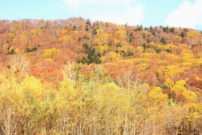 Trees on landscape during autumn