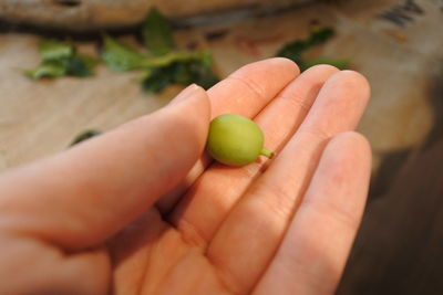 Close-up of hand holding fruit