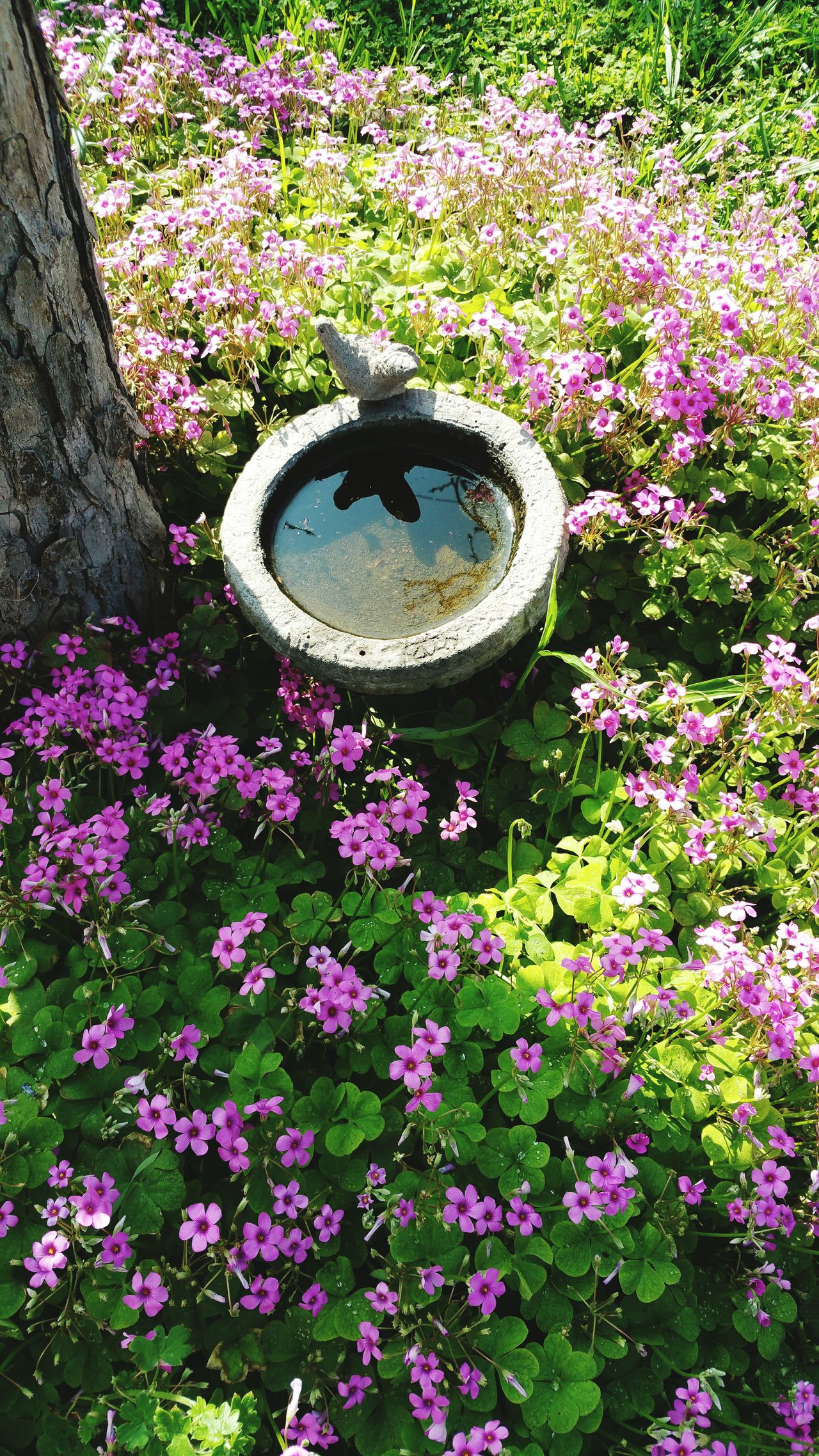 Flowering clover