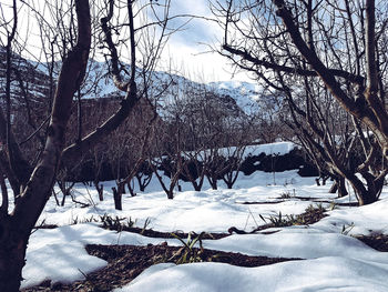 Bare trees on snow covered field against sky