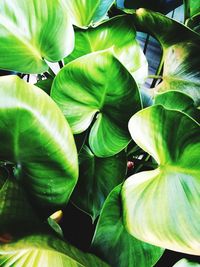 Close-up of green leaves