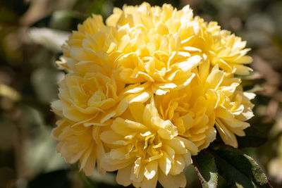 Close-up of yellow flowering plant in park