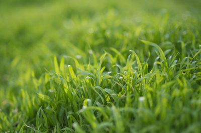 Close-up of grass growing in field