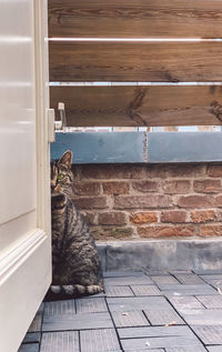 Cat sitting against brick wall