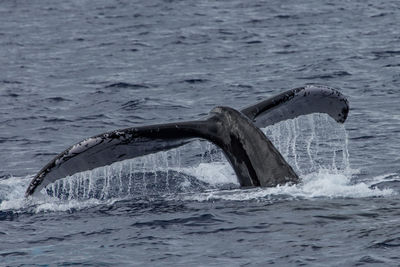 Humpback tail, maui - hawaii