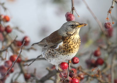 Close-up of bird perching on branch