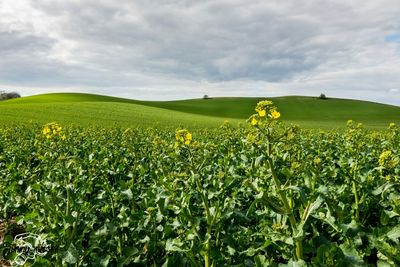 Plants growing on field against cloudy sky