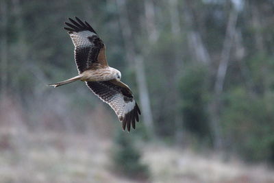 Red kite flying