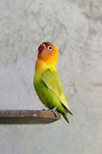 Close-up of bird perching on wall