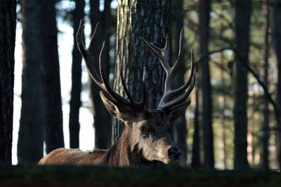 Close-up of deer in forest