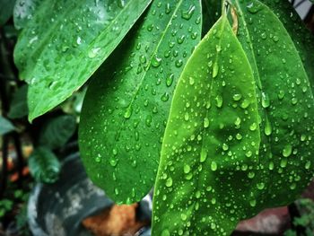 Close-up of water drops on leaf