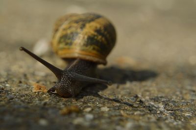 Close-up of snail on rock