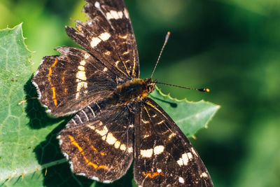 Close-up of butterfly on flower