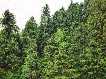 View of tree in forest