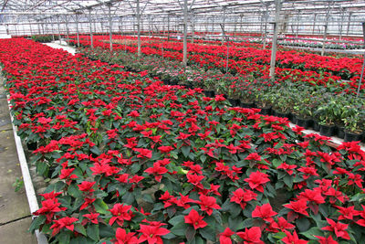 Close-up of red flowers in greenhouse