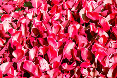 Full frame shot of pink flowering plants