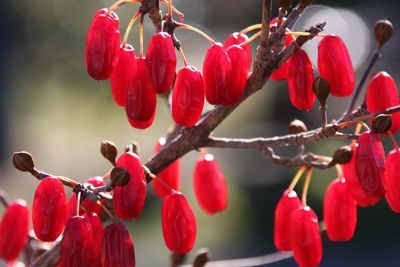 Close-up of red flowers on tree