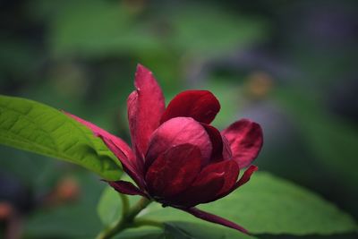 Close-up of red flowering plant