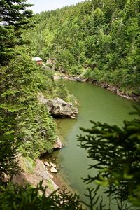 Scenic view of river in forest