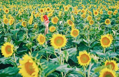 Full frame shot of yellow flowering plants on field