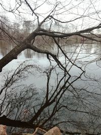 Bare tree by lake against sky