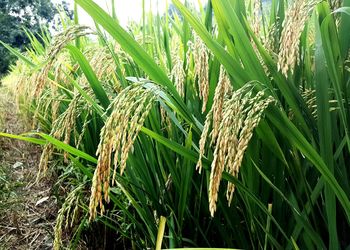 Close-up of plants growing in field