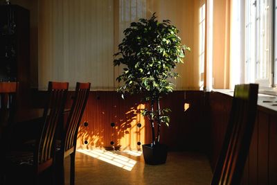 Potted plants on table at home