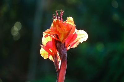 Close-up of red flower blooming outdoors