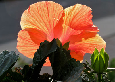 Close-up of red flower