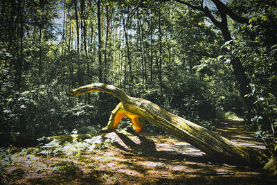 View of lizard on land in forest