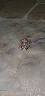 High angle view of crab on sand