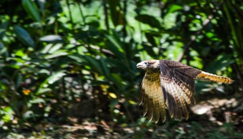 Close-up of eagle flying against trees