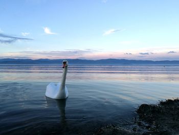 Swan swimming in lake against sky