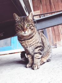 Portrait of tabby cat sitting outdoors
