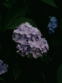 Close-up of purple hydrangea on plant