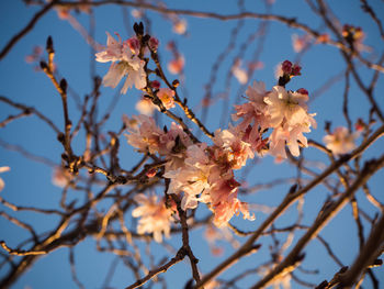 Low angle view of cherry blossoms against sky