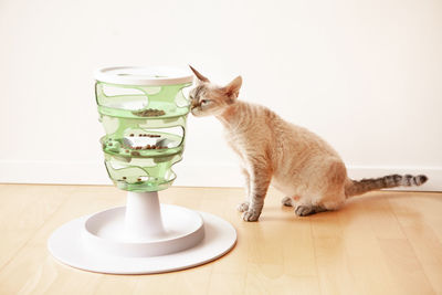 Food tree cat toy, interactive feline game that stimulates cats to work for their food. challenge.