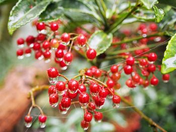 Close-up of red berries growing on tree