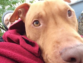 Close-up portrait of a dog