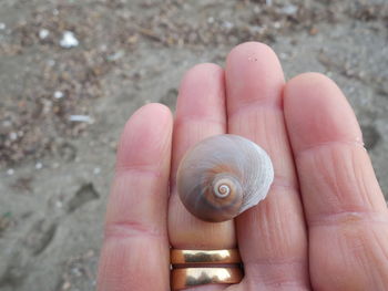High angle view of human hand holding shell